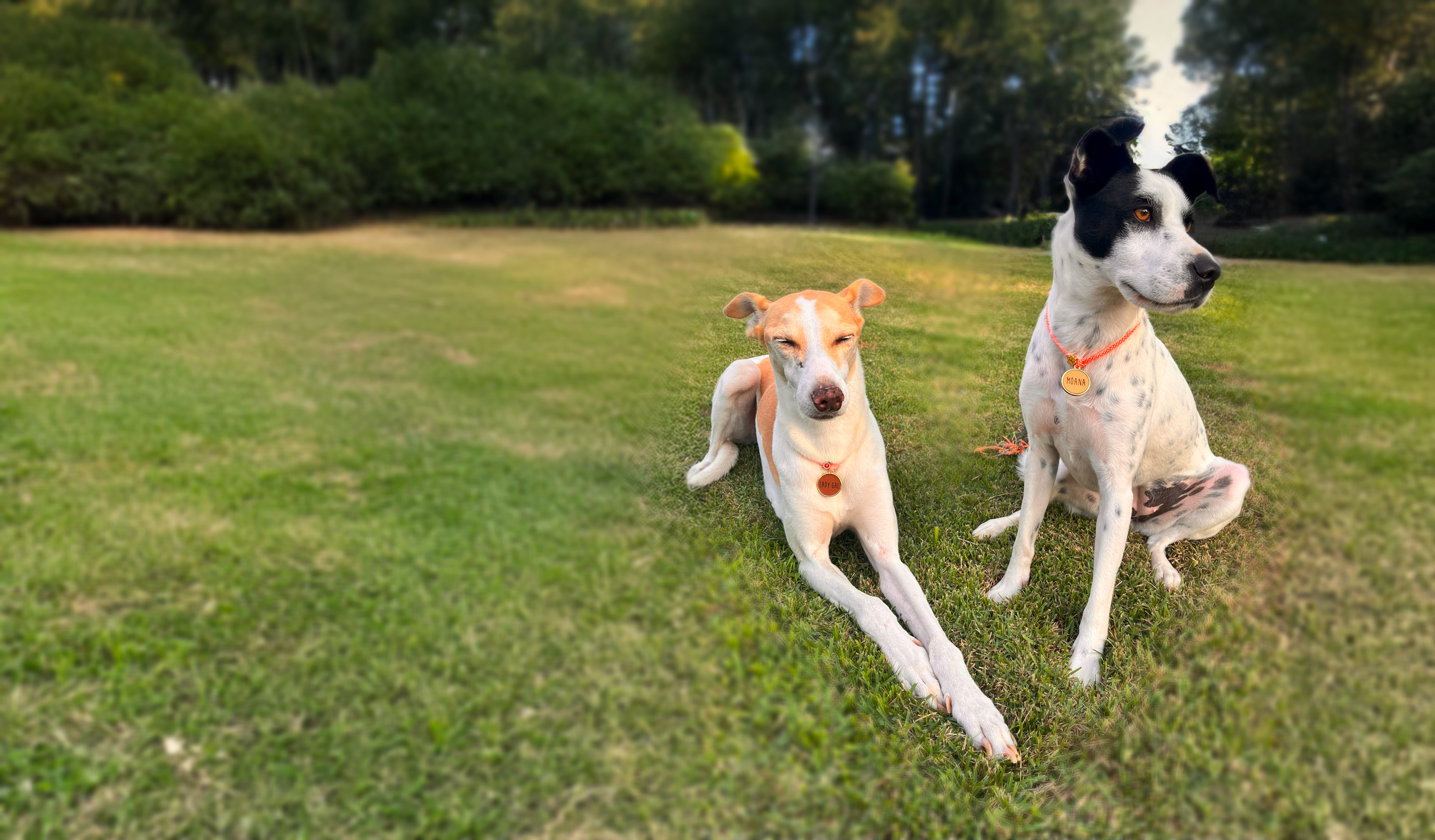 Identifique seu pet do seu jeito